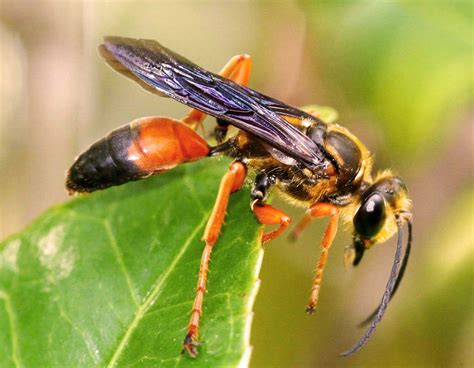 digger wasps pictures